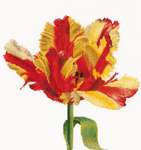 Red/Yellow Parrot Tulip - 16 count Aida