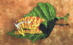 Click/tap for more details of Repose (cross stitch) by Fire Wing Designs