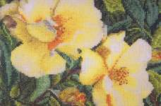 Click for more details of Rosa Hugonis (cross stitch) by Thea Gouverneur