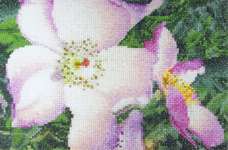 Click for more details of Rosa New Face (cross stitch) by Thea Gouverneur