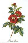 Click for more details of Rose de Provins (cross stitch) by Thea Gouverneur