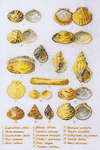 Click for more details of Sea Shell Sampler (cross stitch) by Permin of Copenhagen