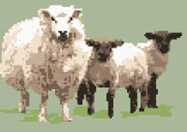 Sheep with Twin Lambs