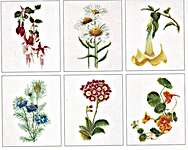 Six Floral Studies 4 - 18 count Aida