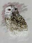 Click for more details of Snowy Owl (cross stitch) by Lanarte