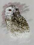 Snowy Owl