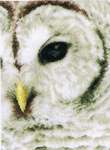 Click for more details of Snowy Owl in Close Up (cross stitch) by Lanarte