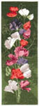 Click for more details of Sweet Pea Panel (cross stitch) by John Clayton