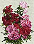 Click/tap for more details of Sweet William (cross stitch) by Riolis