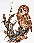 Tawny Owl