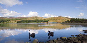 Click for more details of The Black Swans of Glenkiln (photograph) by Margaret Elliot