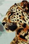 Click for more details of The Leopard (cross stitch) by Luca - S