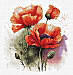 The Poppy Flowers