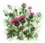 Click for more details of Thistle (cross stitch) by Riolis