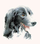 Click/tap for more details of Todd (cross stitch) by Pauline Gledhill