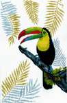 Click for more details of Toucan (cross stitch) by RTO