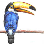 Click for more details of Toucan (watercolour pencil) by Julie Peden