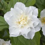 Click for more details of Trillium grandiflorum (photograph) by Margaret Elliot