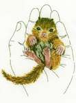 Click/tap for more details of Warmth in Palms - Squirrel (cross stitch) by RTO