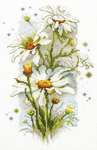 Click for more details of White Daisies (cross stitch) by Magic Needle