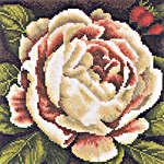 White Rose Bush