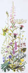 Click for more details of Wild Flowers (cross stitch) by Thea Gouverneur