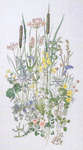 Click for more details of Wild Flowers of the Wadden Islands (cross stitch) by Permin of Copenhagen