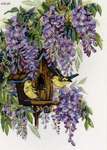 Click for more details of Wisteria (cross stitch) by Merejka