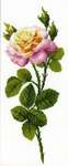 Click for more details of Wonderful Rose (cross stitch) by Riolis