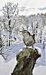 Click for more details of Wren in Winter (cross stitch) by Permin of Copenhagen