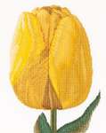 Yellow Darwin Hybrid Tulip