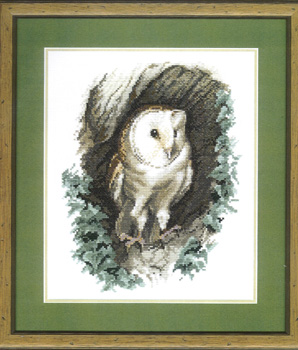 Barn Owl