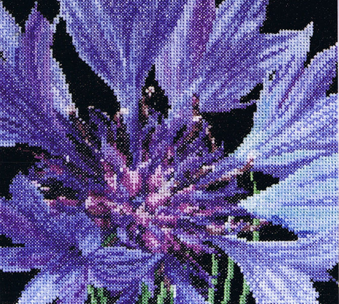 Cornflower