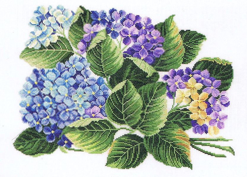 Hydrangea