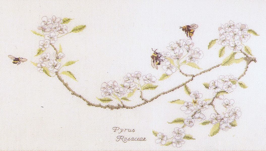 Pear Blossom