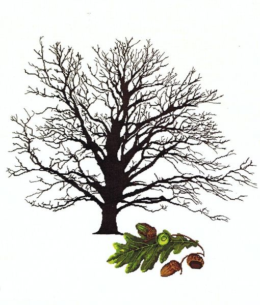 Oak Tree