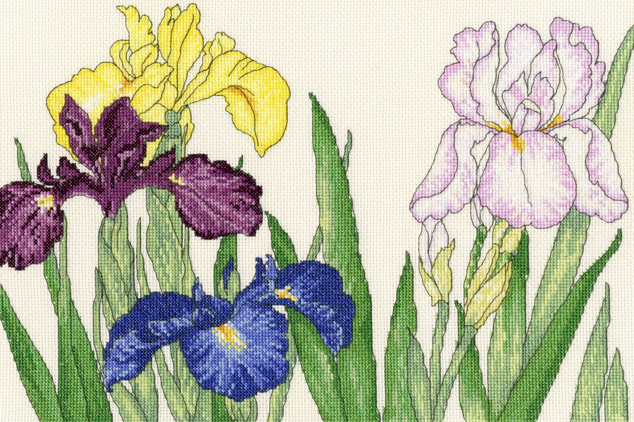 Iris Blooms