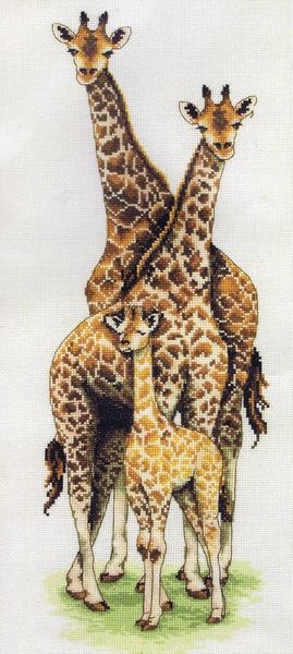 Giraffe Family