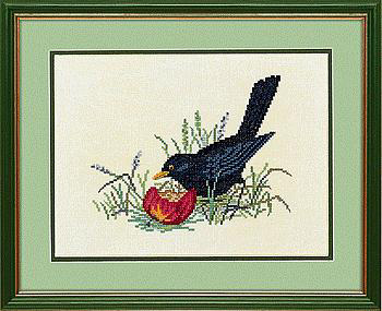 Blackbird with Apple