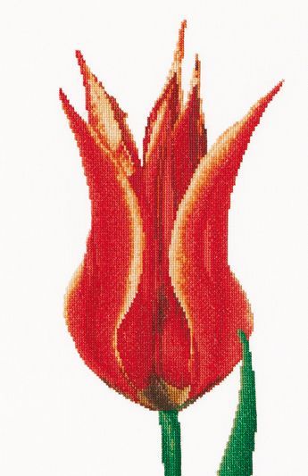 Red/Yellow Lily Flowering Tulip