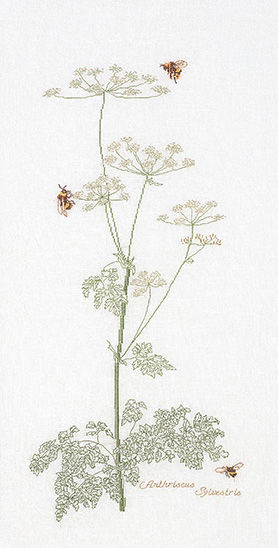 Cow Parsley and Bees