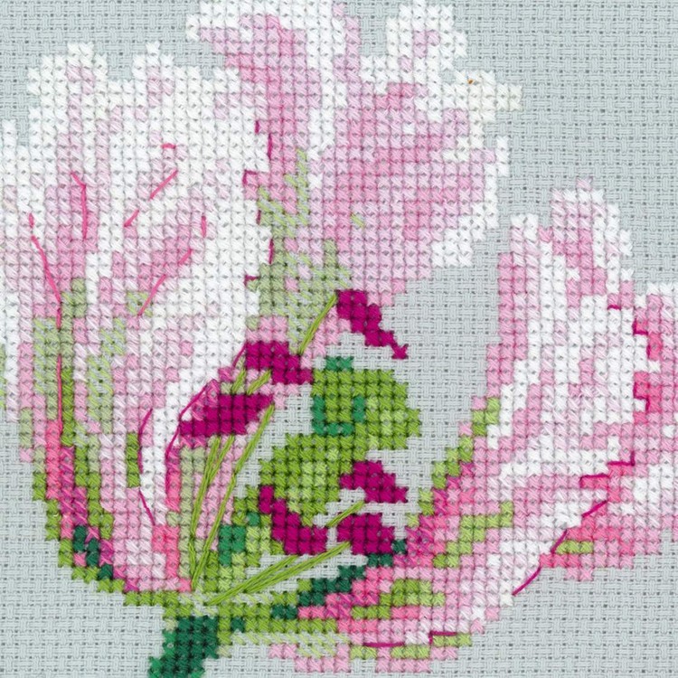 Spring Tulips (view 5)