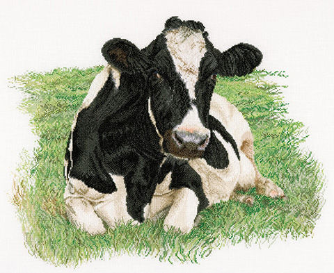 Fresian Cow in a Meadow