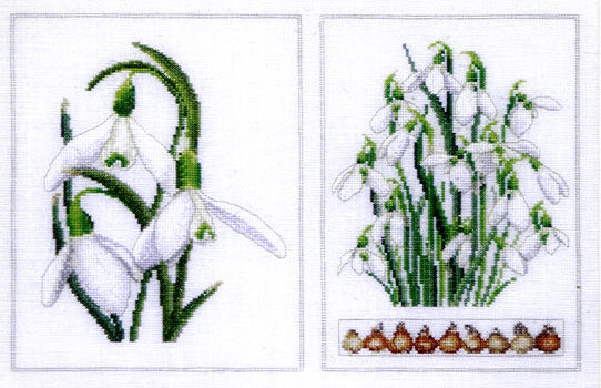 Snowdrops