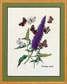 Buddleia - The Butterfly Bush
