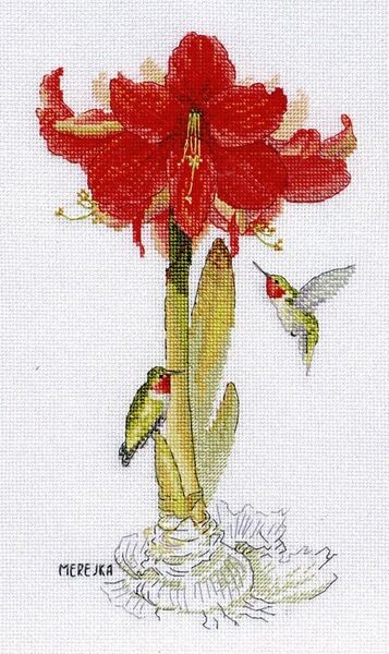 Amaryllis