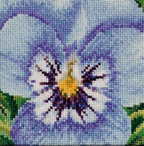Pansy - Blue and White