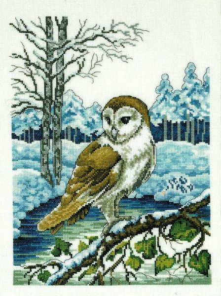 Barn Owl in Winter