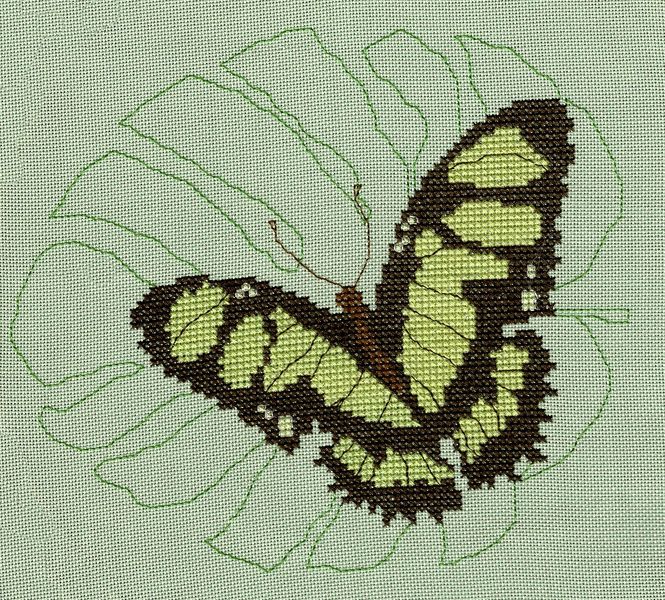 Peruvian Malachite Butterfly