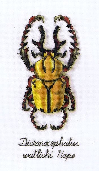 Beetle - Dicronocephalus wallichi Hope